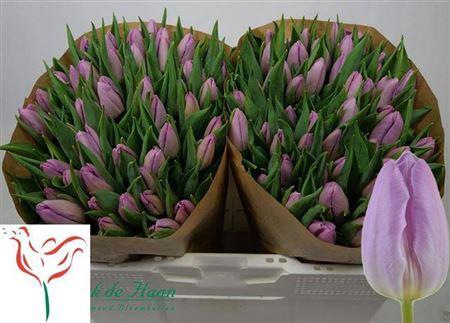 <h4>Tu En Candy Prince</h4>