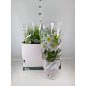 Lilium long. 'Miracle'