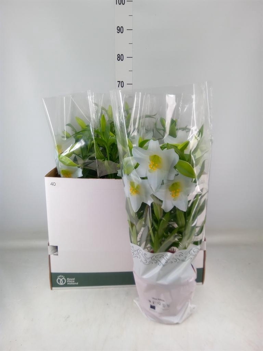 <h4>Lilium long. 'Miracle'</h4>