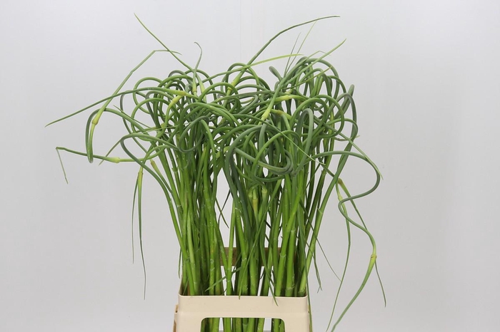 <h4>Allium Sativum Ophioscorodon</h4>