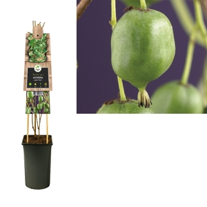 Actinidia arguta 'Issai' 3.0 label