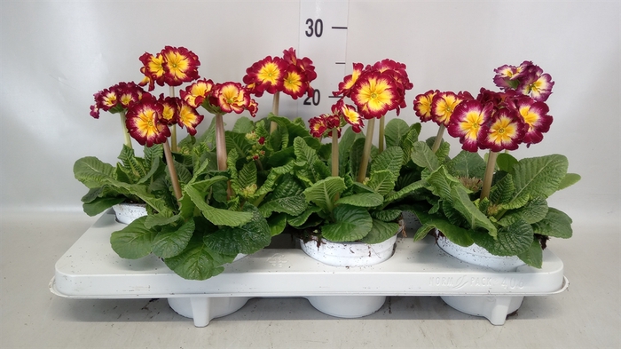 <h4>Primula elat.</h4>