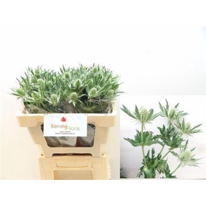 Eryn Mag Whit Lagoon