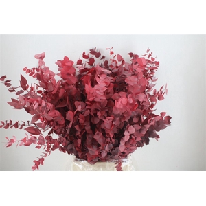 Pres Euca Stuartiana Red 150 Gr P Bunch
