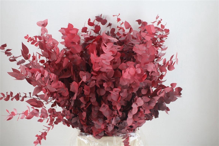 <h4>Pres Euca Stuartiana Red 150 Gr P Bunch</h4>