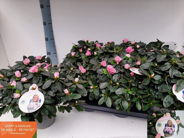 <h4>RHODO SI TERRA NOVA</h4>