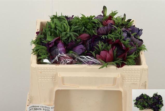 <h4>ANEM CO LEVAN ROSSO</h4>