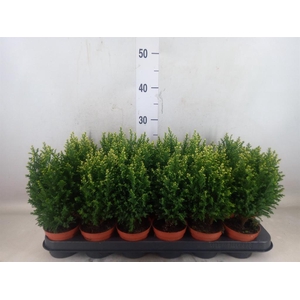 Chamaecyparis laws. 'Snow White'