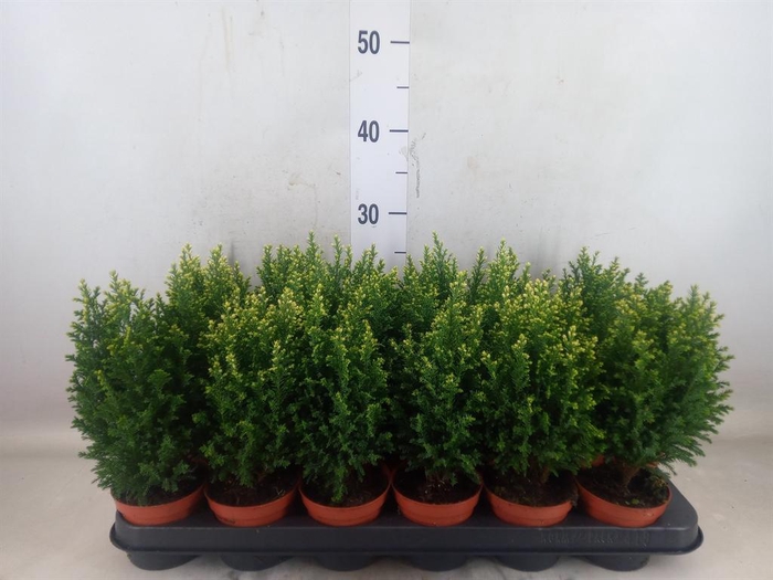 <h4>Chamaecyparis laws. 'Snow White'</h4>