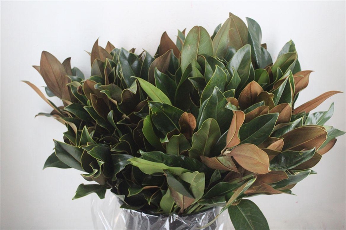 <h4>Magnolia 400gr P Bunch</h4>