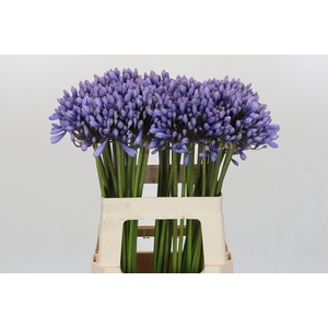 Agapanthus 'Lavender Surprise'