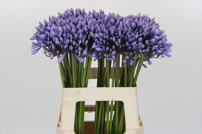 Agapanthus 'Lavender Surprise'