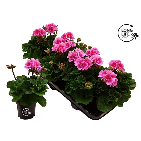 <h4>LongLife Zonale Bicolour purple</h4>