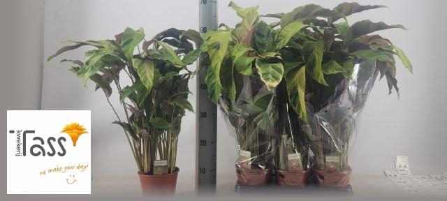 <h4>CALAT FUSION YELLOW</h4>