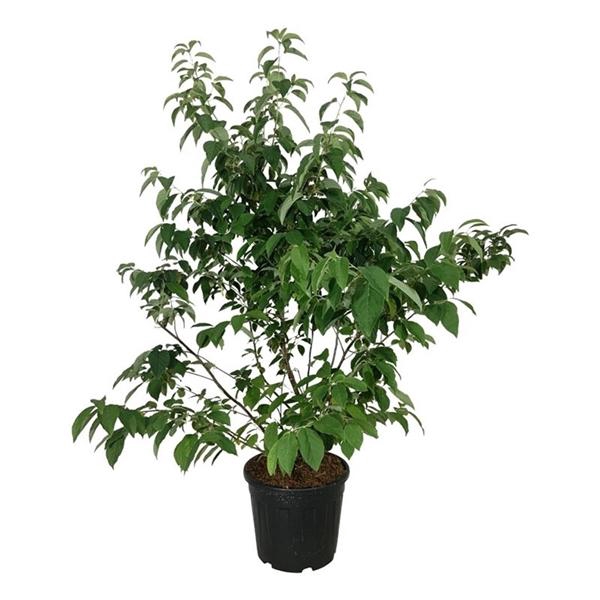 <h4>Halesia carolina</h4>