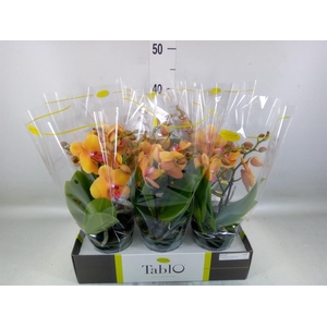 Phalaenopsis   ...orange