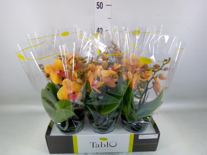 <h4>Phalaenopsis   ...orange</h4>