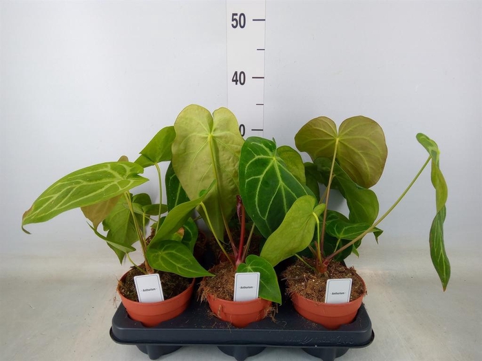 <h4>Anthurium   ...</h4>