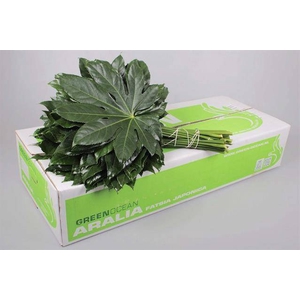 ARALIA GREEN OCEAN 60 CM