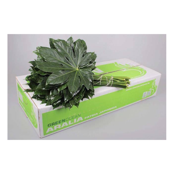 <h4>ARALIA GREEN OCEAN 60 CM</h4>