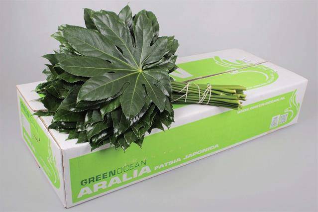 <h4>ARALIA 60 CM G.O.</h4>
