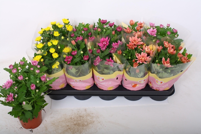 <h4>CHRYS GEVULDBL GEM</h4>