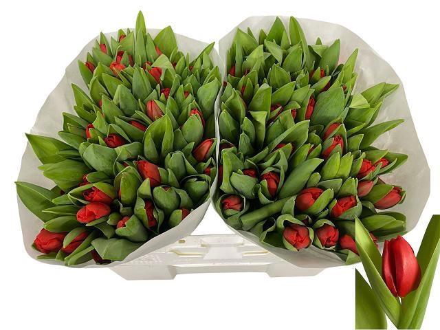 <h4>TU EN ESCAPE</h4>