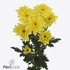 Chrys sp altaj yellow