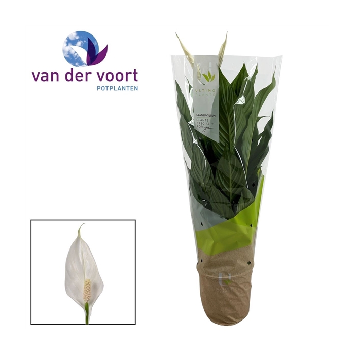 <h4>Spathiphyllum Vivaldi - 17 cm Ultimo</h4>