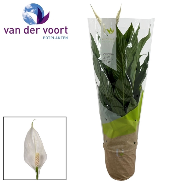 <h4>Spathiphyllum Vivaldi - 17 cm Ultimo</h4>