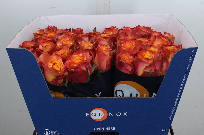 <h4>Rosa GR 'Wildfox'</h4>