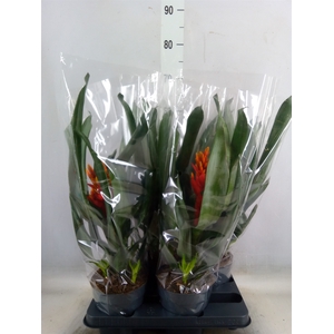 Aechmea  'Pepita Elegant Flames'