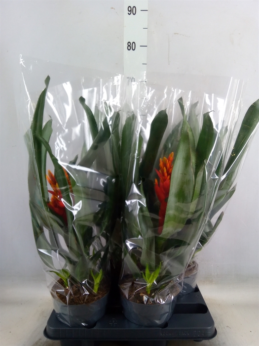 <h4>Aechmea  'Pepita Elegant Flames'</h4>
