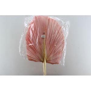 Dried Palm Spear 3pc Xxl Bl L Pink Bunch