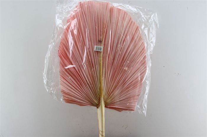 <h4>Dried Palm Spear 3pc Xxl Bl L Pink Bunch</h4>