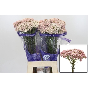 OZOTH COOKS TALL PIN