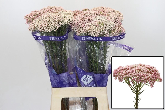 <h4>OZOTH COOKS TALL PIN</h4>