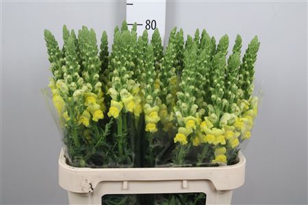 <h4>Antir Monaco Yellow</h4>