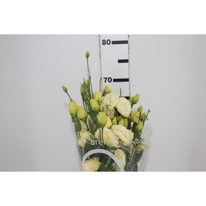LISIANTHUS JULIA GOLD STAR 070 CM