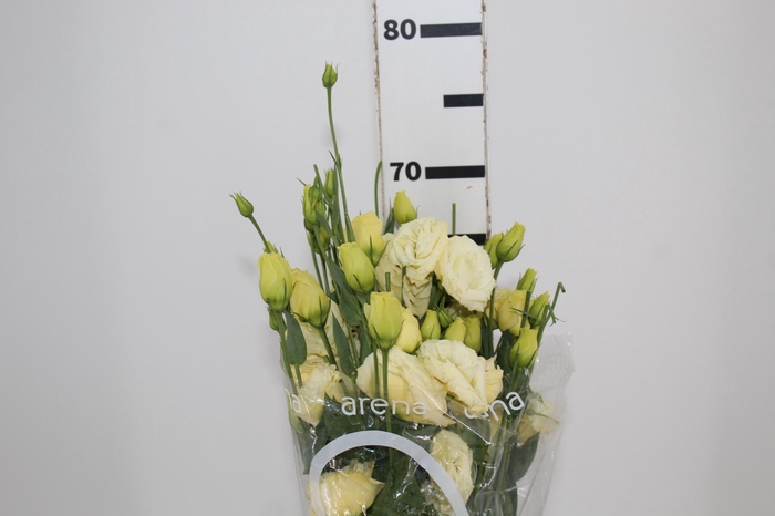 <h4>LISIANTHUS JULIA GOLD STAR 070 CM</h4>