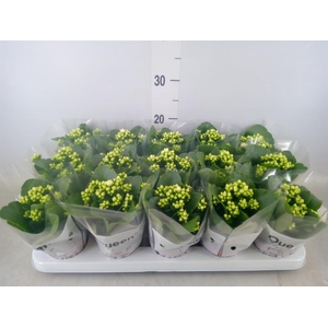 Kalanchoe blos. 'RosFlow Sia'