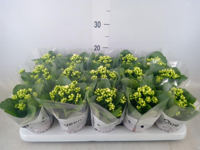 <h4>Kalanchoe blos. 'RosFlow Sia'</h4>