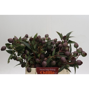 Cape Green Bell Gum