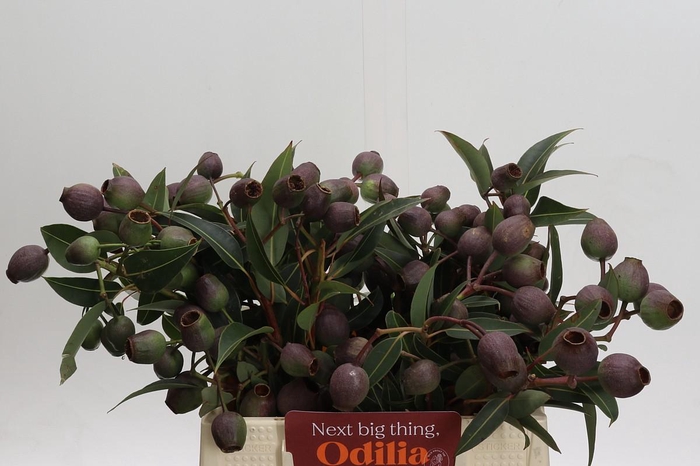 <h4>Cape Green Bell Gum</h4>