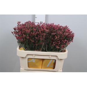 Lim Sin Scarlet Diamond