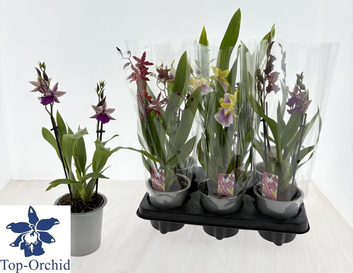 <h4>CAMBRIA GRP GEM</h4>