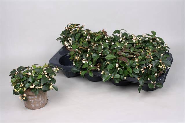 <h4>Gaulth Procumbens</h4>