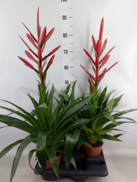 <h4>Tillandsia</h4>