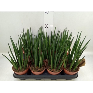 Sansevieria bacularis