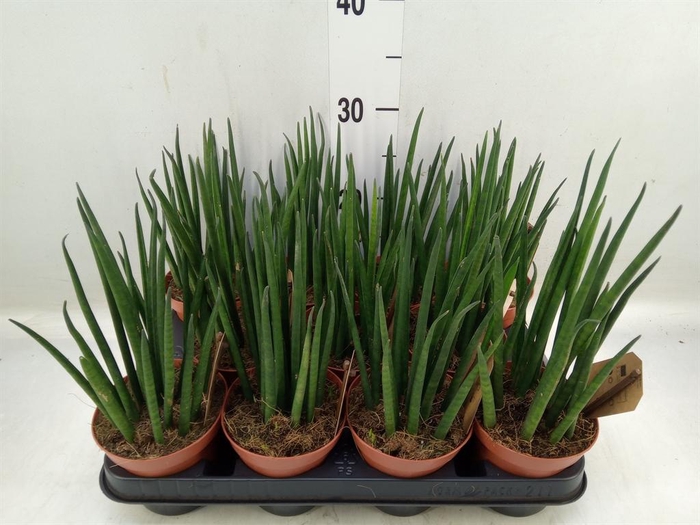 <h4>Sansevieria bacularis</h4>